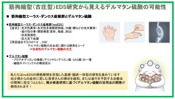 筋拘縮型（古庄型）EDS研究から見えるデルマタン硫酸の可能性
