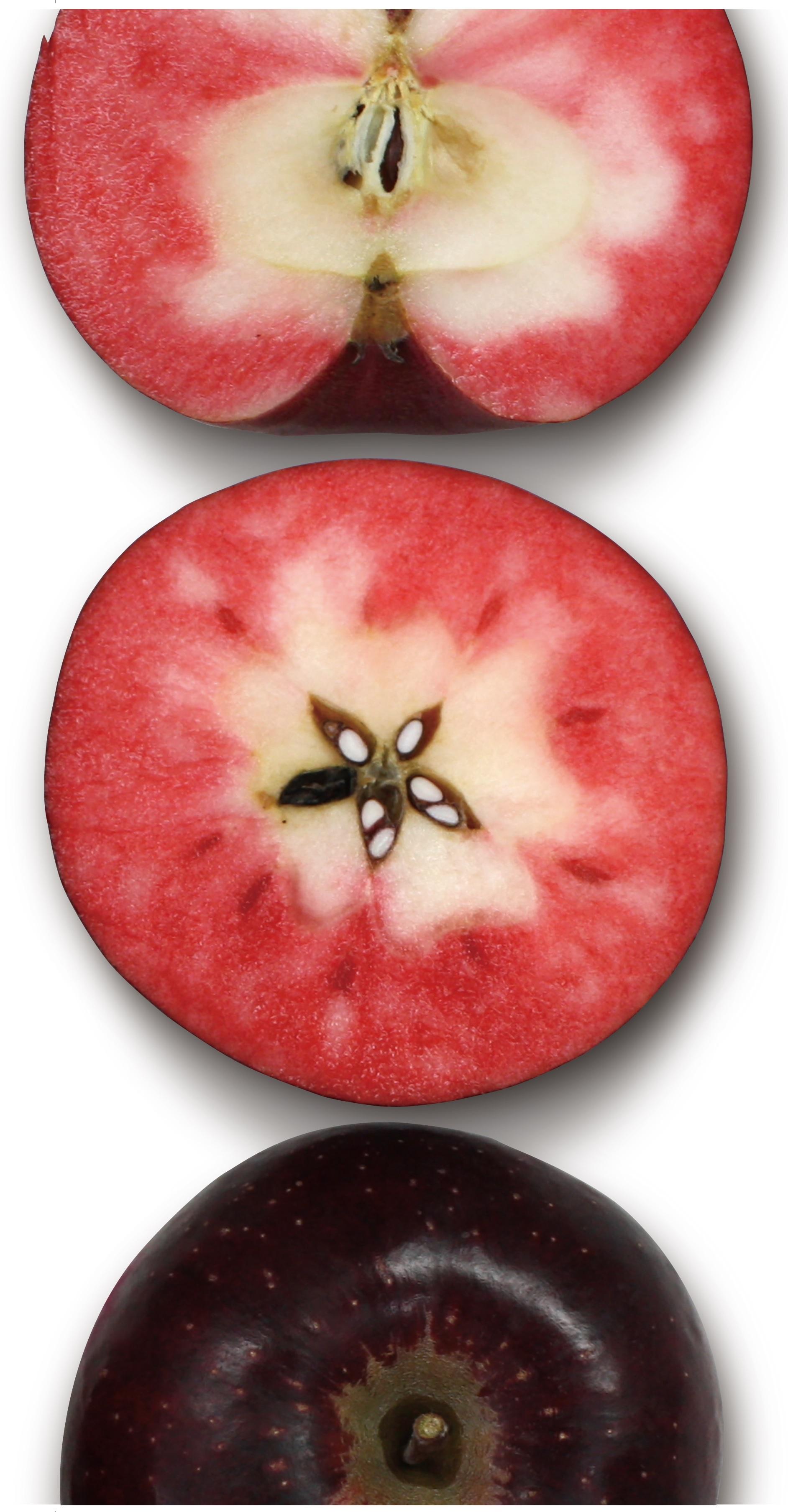 全国区で紹介された スーパー赤果肉リンゴ の魅力と存在感